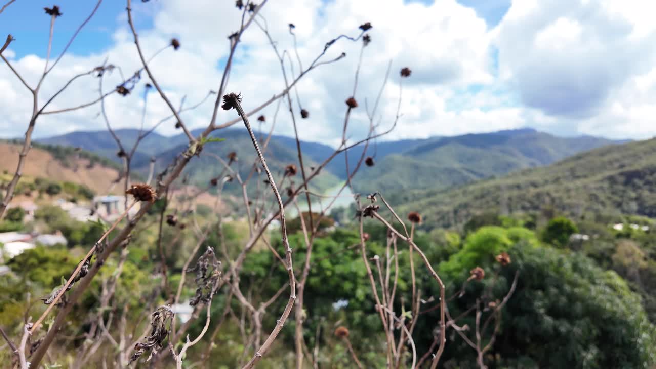 Ripresa grandangolare di piante lussureggianti nel bacino di Mariposa, vicino a Caracas, nello Stato di Miranda, Venezuela, che mette in risalto il paesaggio e la bellezza naturale.