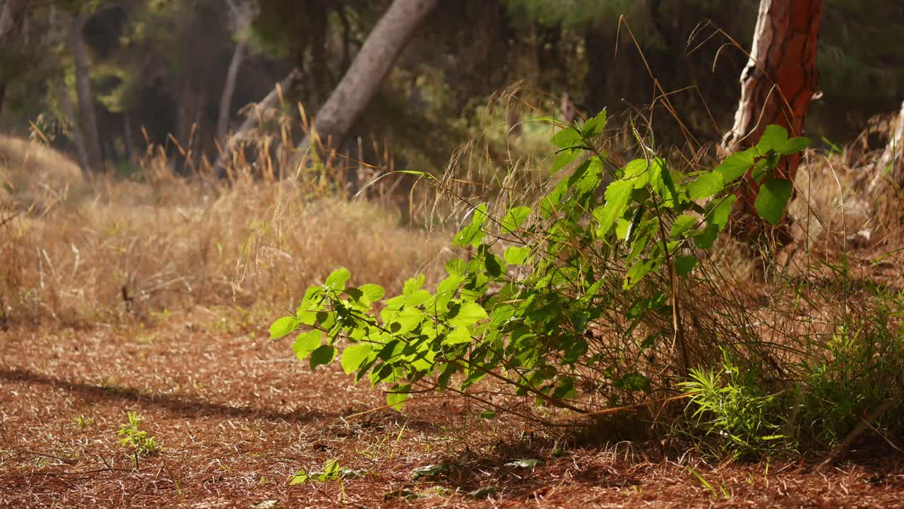 Fastlåst skud af en grøn plante under sollyset omgivet af efterårsfarver, let brise