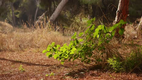 locked shot of a green plant under the sunlight surrounded by autumn colors, light breeze