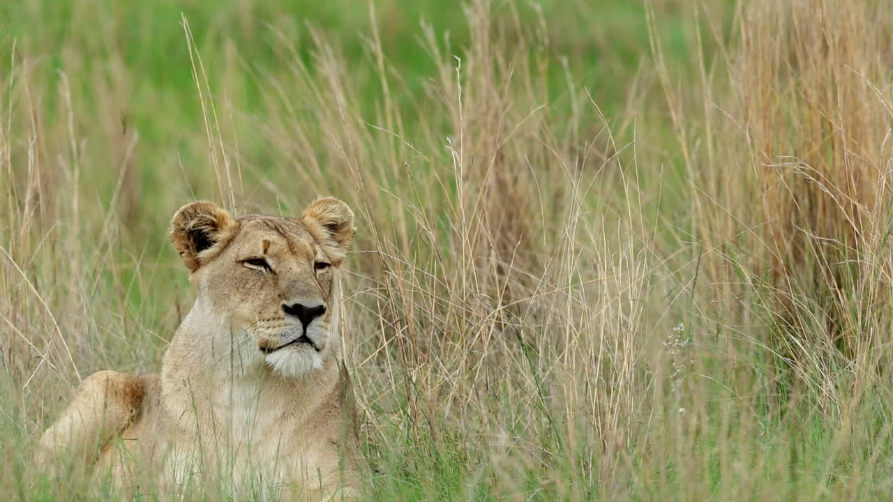 een leeuwin ontspant zich in hoog gras, een belichaming van kalmte in een natuurlijke buitenomgeving