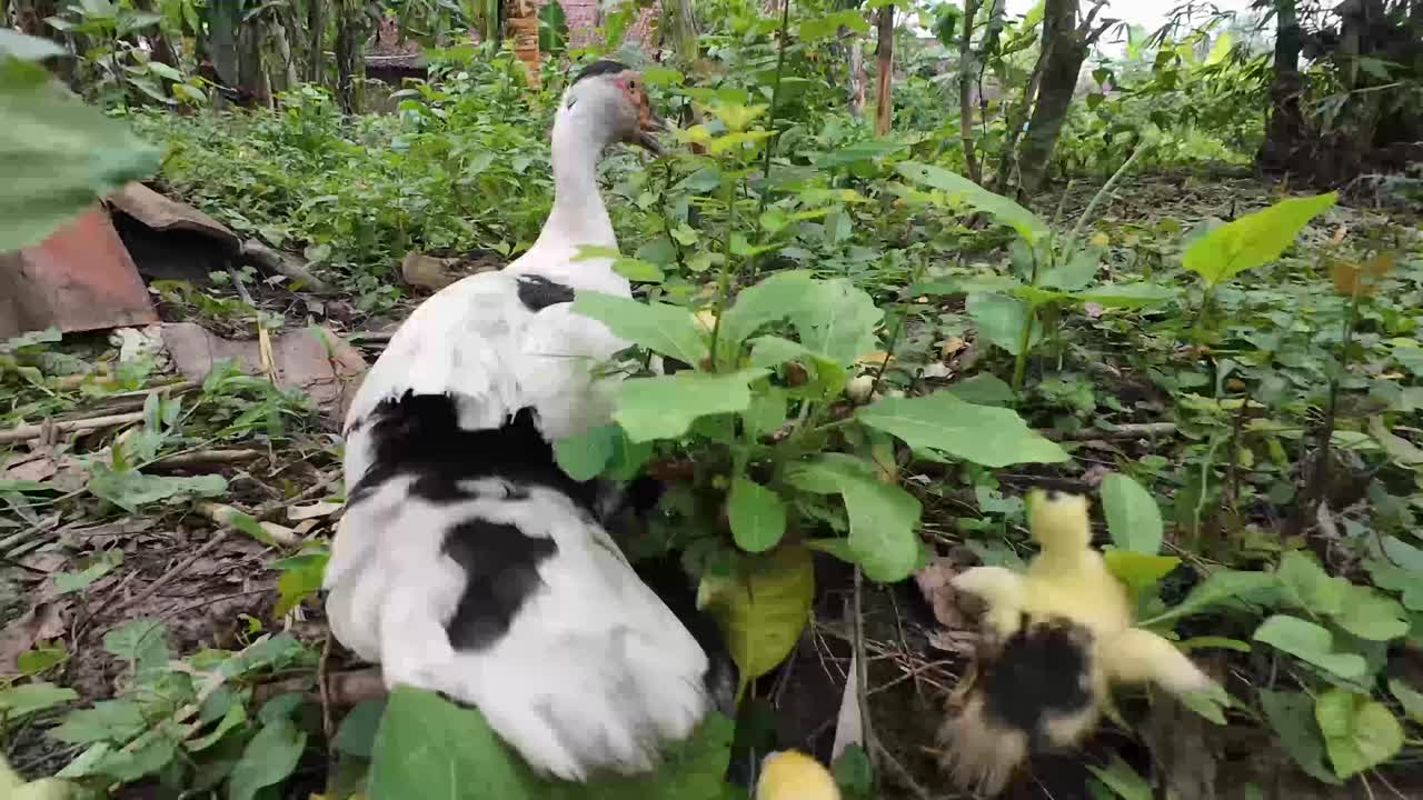 Following shot a mother duck and her chicks in the grass behind the house