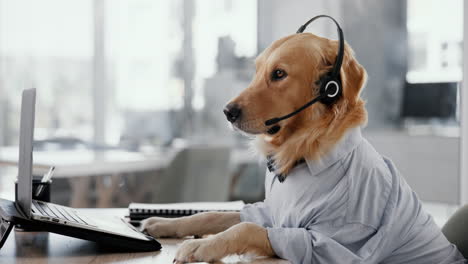 dog wearing headset working on laptop