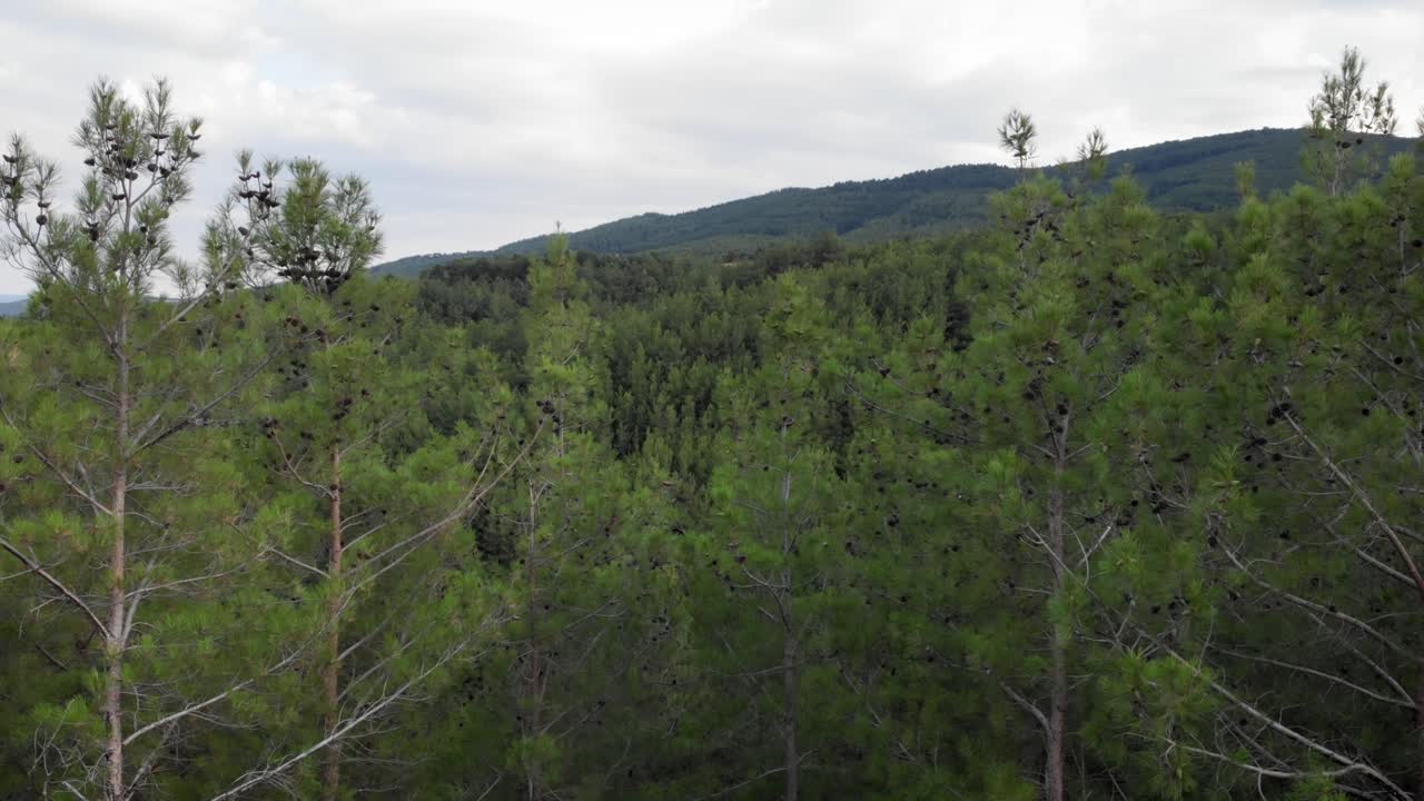 Video drone in orbita lenta su una fitta pineta, panoramica a destra con sfondo montuoso nuvoloso