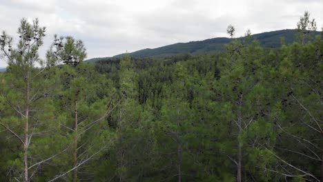 Vídeo-De-Drones-De-órbita-Lenta-De-Un-Denso-Bosque-De-Pinos-Panorámicas-Del-Fondo-De-La-Montaña-Derecha-Nublado