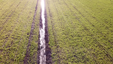 Vogelperspektive-über-Brot-Und-Getreide-Grünes-Feld-In-Den-Toskanischen-Hügeln-An-Sonnigen-Tag,-Dolly-Bewegung