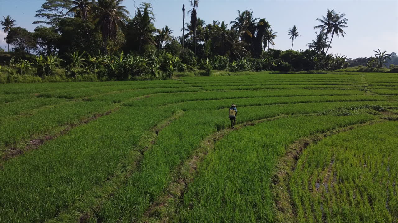 фермер распыляет пестициды на рисовом поле.
