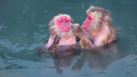 Monkey-Onsen,-video-took-in-Hakodate---Feb-2019-close-up-of-2-monkeys-having-a-good-time-in-the-Hot-spring-cleaning-up,-quality-time