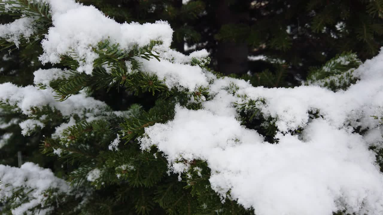 la primera nieve del invierno cayendo en un árbol en un jardín en islandia