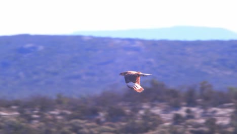 amplia toma de un caracara de cresta volando bajo al suelo como otros como sentado en la hierba marrón seca