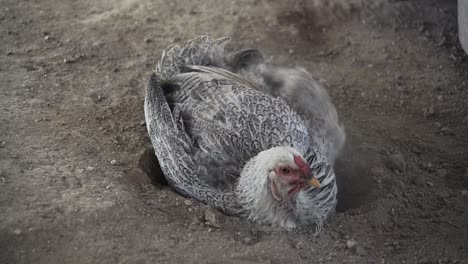 white hen chicken rolls and diggs in dirt to stay clean and healthy