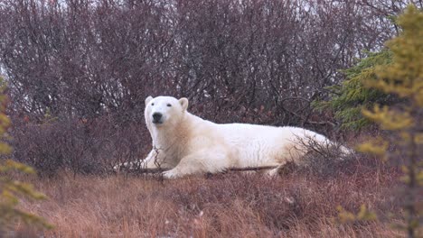 Slow-motion-polar-bear-waits-for-the-winter-freeze-up-amongst-the-snow-fall-sub-arctic-brush-and-trees-of-Churchill,-Manitoba