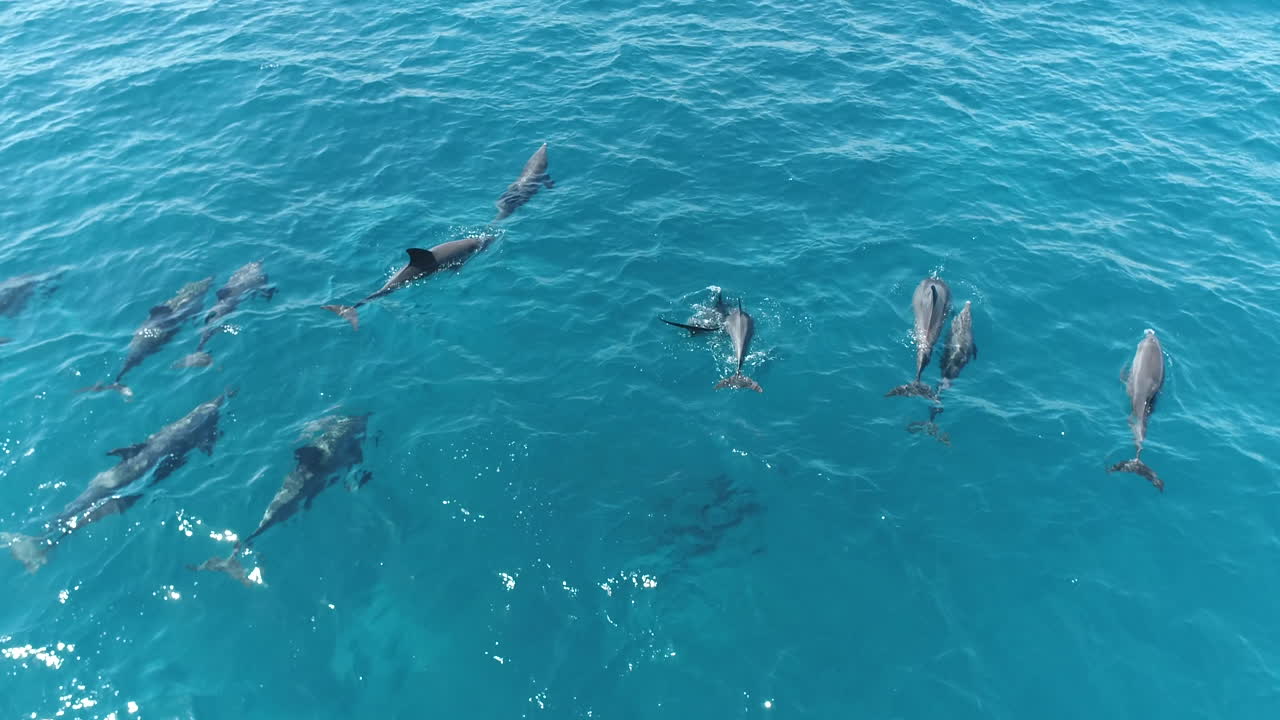 Pod of Dolphins Swimming in Clear Blue Ocean Water
