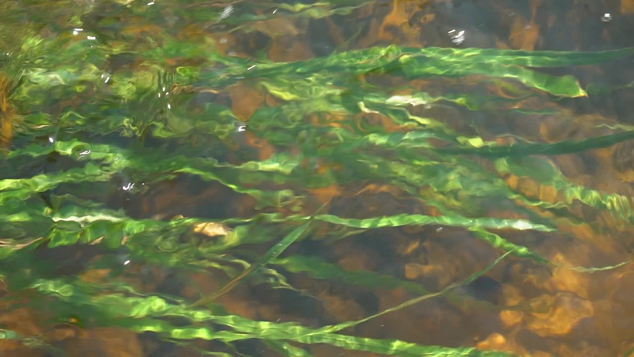Underwater Plants in Clear Water