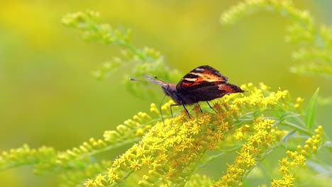 Small-tortoiseshell-butterfly-(Aglais-urticae,-Nymphalis-urticae)-is-a-colourful-Eurasian-butterfly-in-the-family-Nymphalidae.-It-is-a-medium-sized-butterfly-that-is-mainly-reddish-orange.