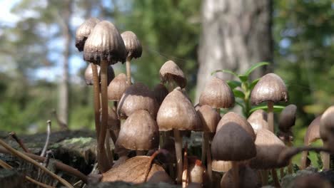 Pequeños-Champiñones-De-Enagua-Marrón-Creciendo,-Panaeolus-Papilionaceus