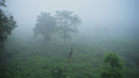 chitwan national park misty blue scenery, trees and thick mist and fog on a foggy morning in chitwan in nepal in a beautiful landscape