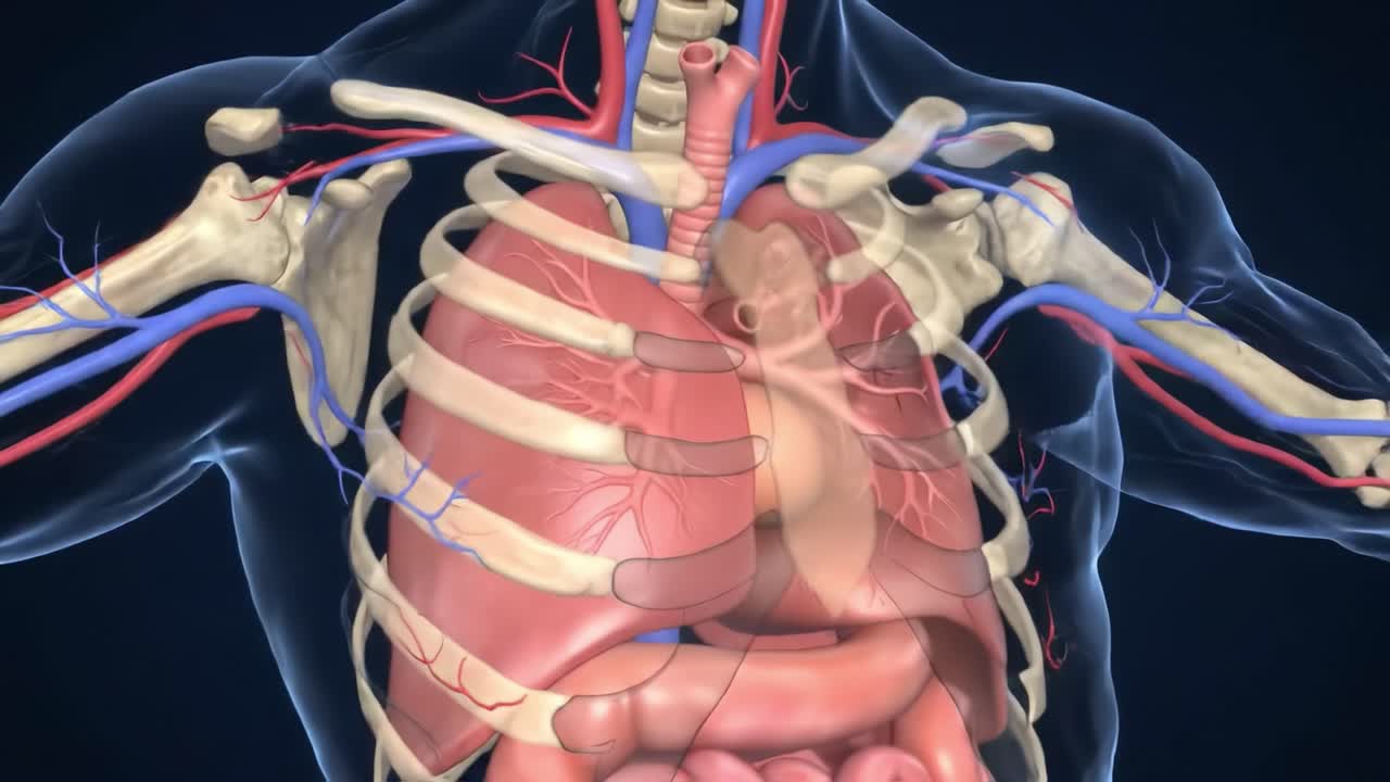 Detailed Anatomical Illustrations of the Human Thorax: A Study of the Heart, Lungs, and Circulatory System in Two Stages