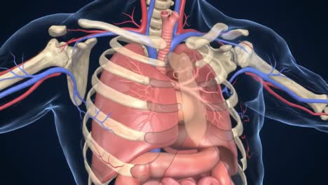 detailed anatomical illustrations of the human thorax: a study of the heart, lungs, and circulatory system in two stages