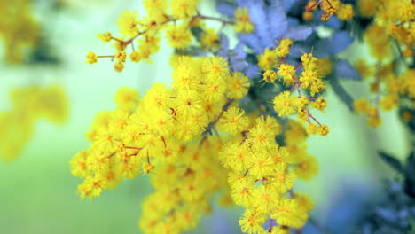 Flores-De-Acacia-Dorada-Con-Follaje-Verde,-De-Cerca