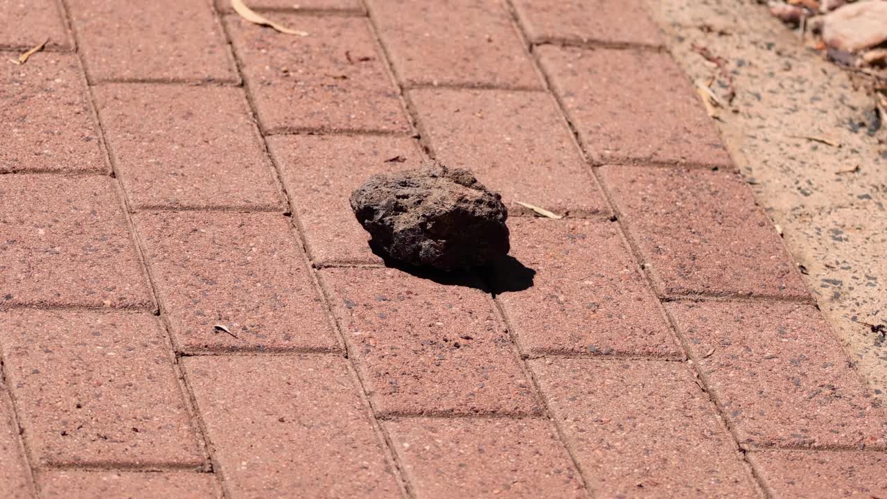 A rock shifts position on a sunlit brick path, casting a shadow.