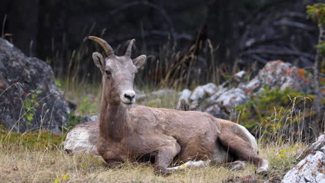 borrego cimarrón hembra descansando en la montaña rocosa en canadá durante el día - tiro estático