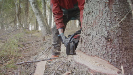 Cámara-Lenta---La-Motosierra-Se-Hunde-Profundamente-En-El-Tallo-Del-árbol