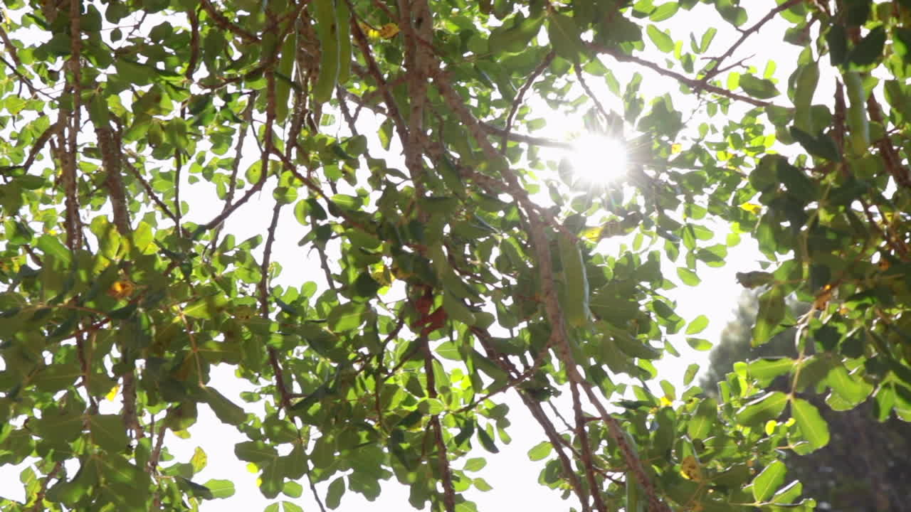 나뭇잎 사이로 비치는 강한 햇빛