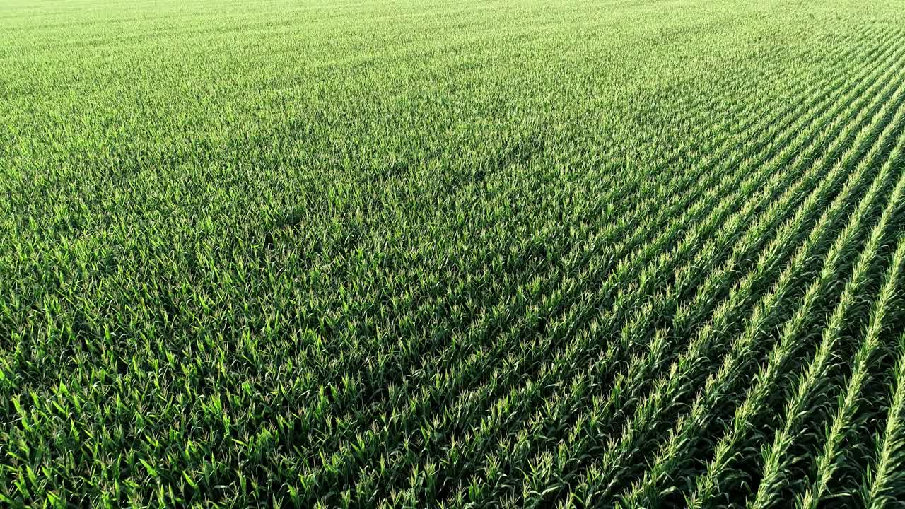 Corn Field diagonal rows in McKinney Texas flying slowly over a farm