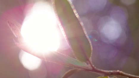 4k-60fps-Bright-sun-flare-coming-through-beautiful-green-leaves-in-a-rain-forest-in-the-Caribbean