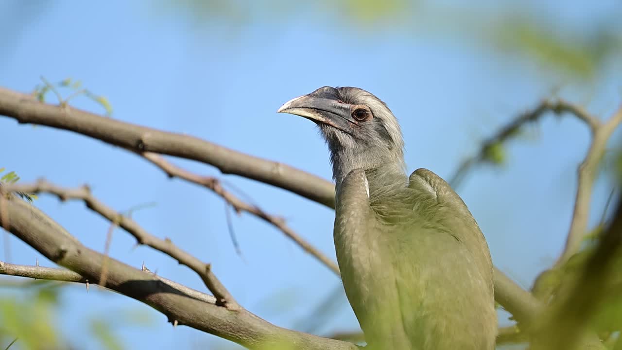 Woodland background enhances indian grey hornbill closeup detail and clarity