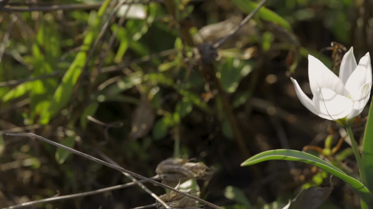 hermosos tulipanes blancos que crecen en el desierto - toma de camión
