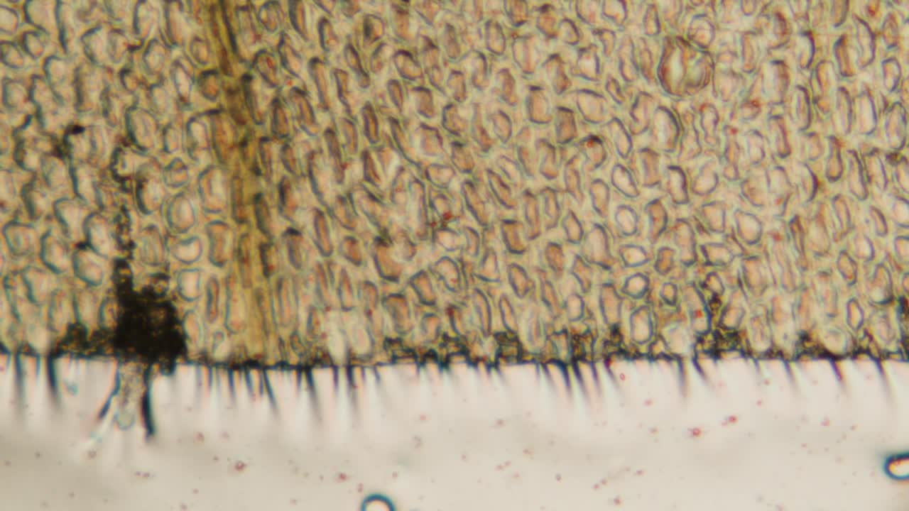 Panoramiche su vista microscopica di tessuto cellulare organico