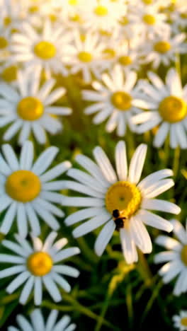 bee on a daisy