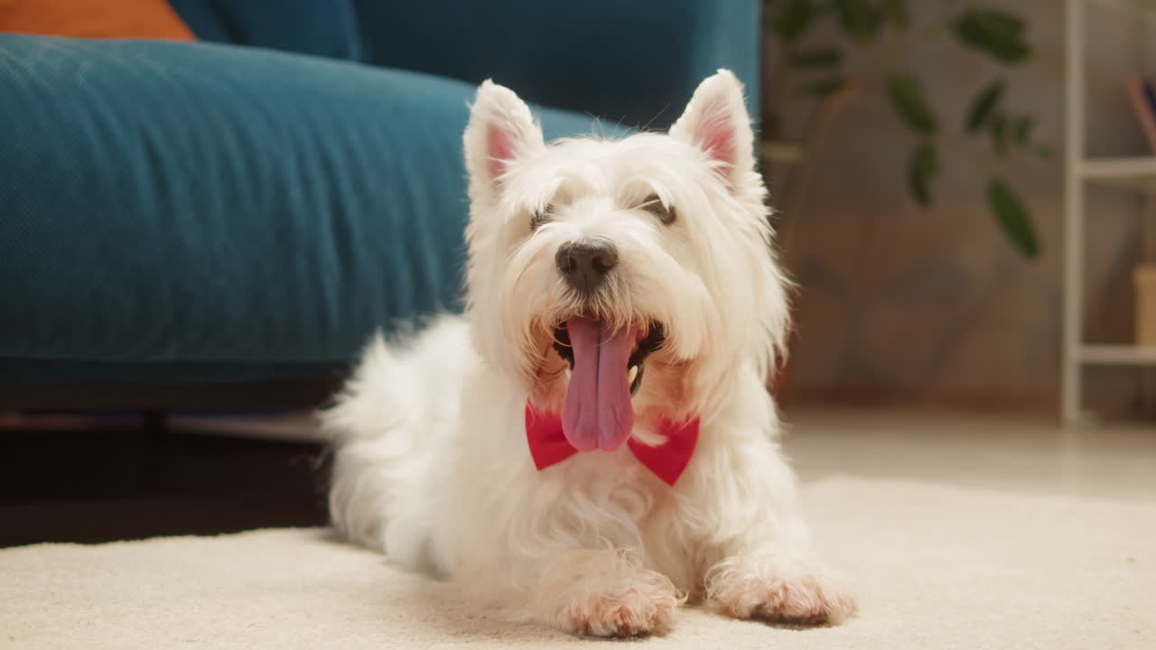 A cute white West Highland White Terrier dog with a red bow tie lying on a carpet