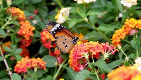 monarch butterfly flutters over vibrant garden.