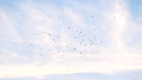 flock of birds flying in circles in the cloudy sky