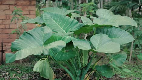 tropical plant with large green leaves, push in