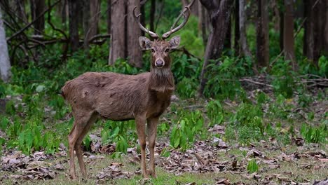 Der-Eldhirsch-Ist-Aufgrund-Von-Lebensraumverlust-Und-Jagd-Eine-Vom-Aussterben-Bedrohte-Art