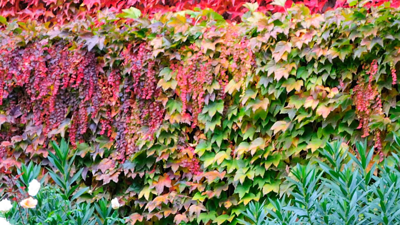 recinzione, uva, autunno