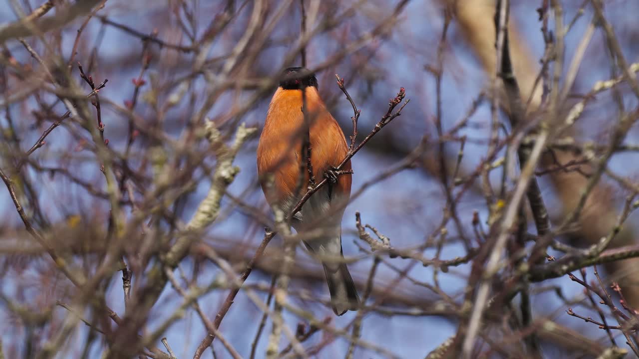 Eurasian bullfinch perched on shrub twigs eating spring bud - close-up slow motion