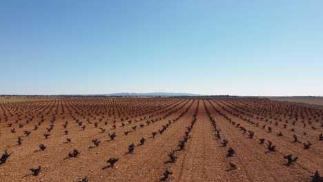 líneas de vino cultivos pantation