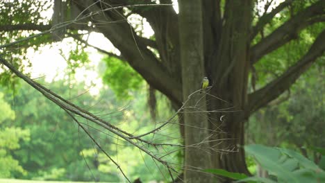 Ein-Melancholischer-Tyrann,-Der-Auf-Einem-Baum-Sitzt