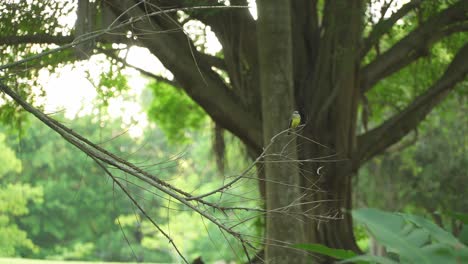 tyrannus melancholicus sitting on a tree