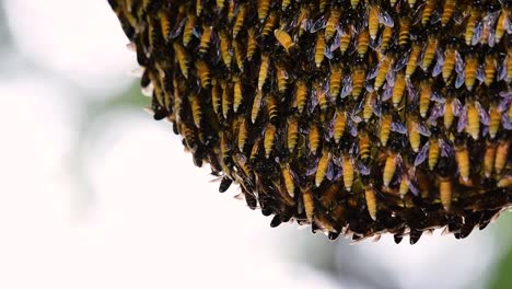 巨型蜜蜂 (giant honey bees) 建立了巨大的巢穴, 裡面有對稱的<unk>袋, 用來儲存蜂蜜作為食物來源.