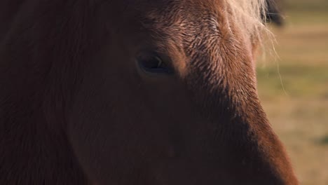close up of the head of a chestnut icelandic horse in evening breeze