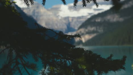 A-closeup-shot-of-a-pine-tree-and-the-scenery-of-Lake-Louise-in-the-Canadien-mountains-of-Alberta-in-Canada-on-a-cloudy-day,-with-huge-mountains-in-the-background