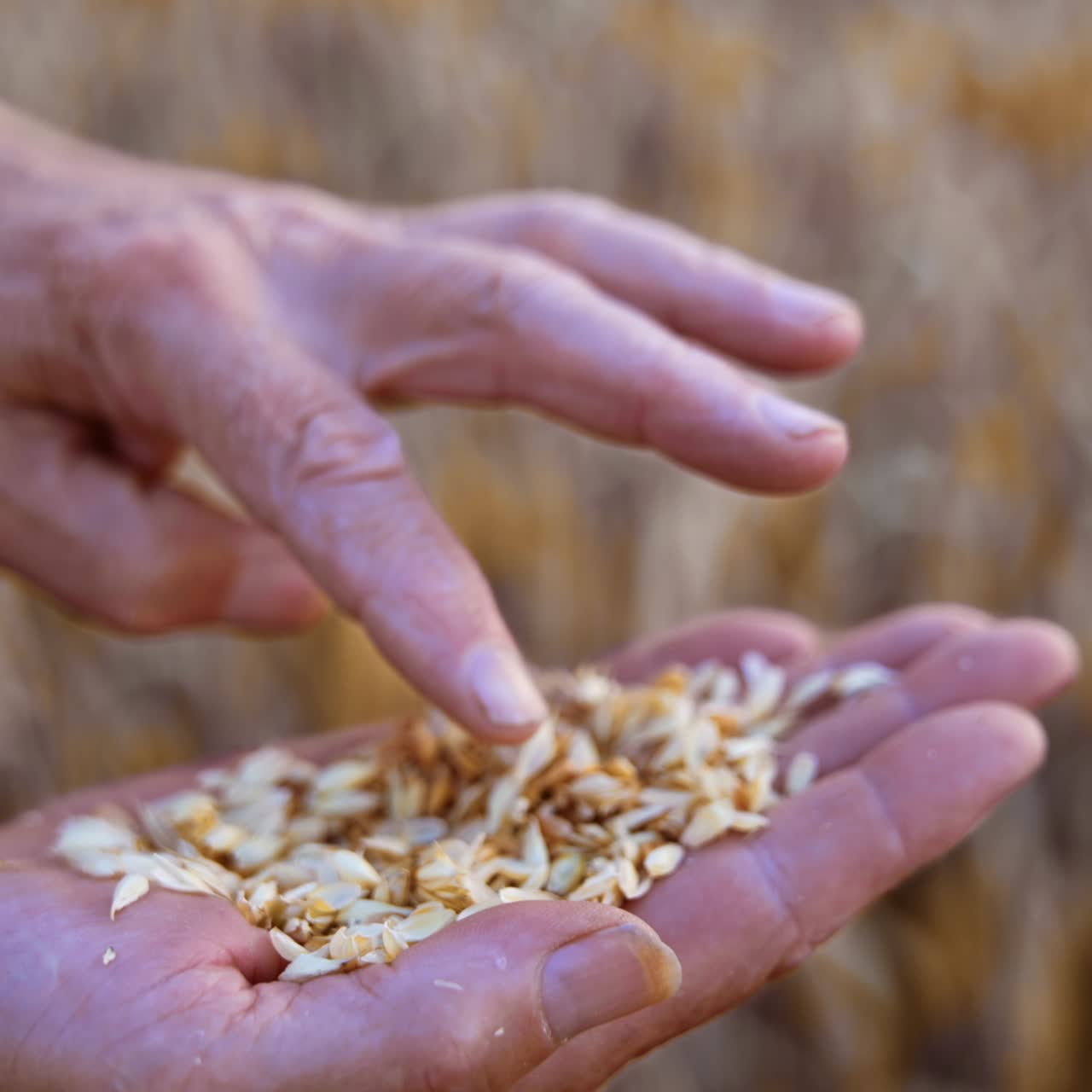 Dry ripe wheat grain on the palm of unrecognized man. Checking the corn for ripeness in the field. Close up