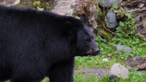 el oso negro americano caminando, en primer plano