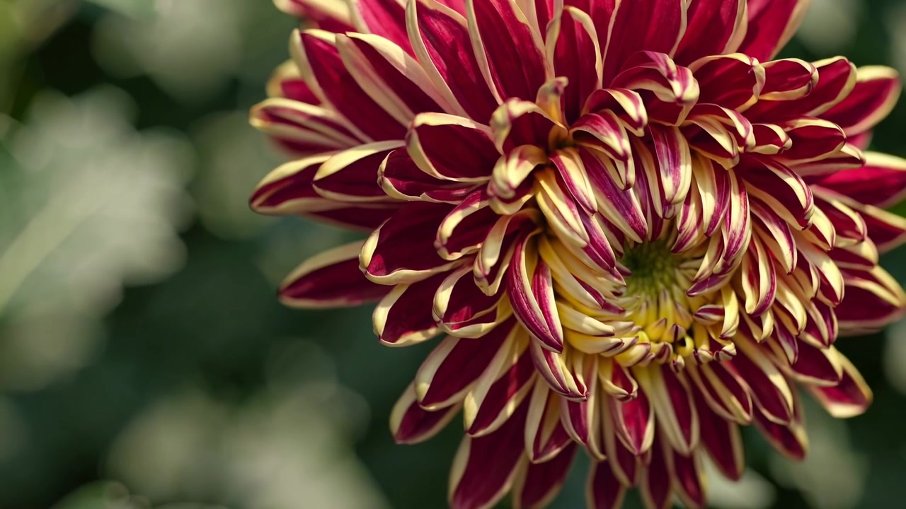 Fiore di dalia rosso e giallo vibrante che sboccia in un giardino