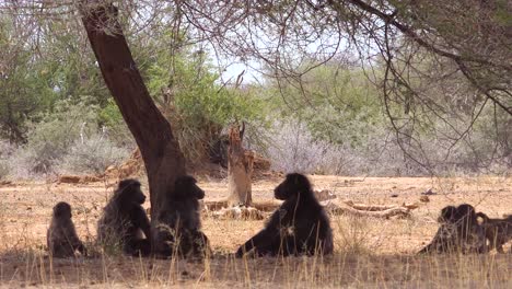 un grupo de babuinos se sienta debajo de un árbol en áfrica y disfruta de la sombra